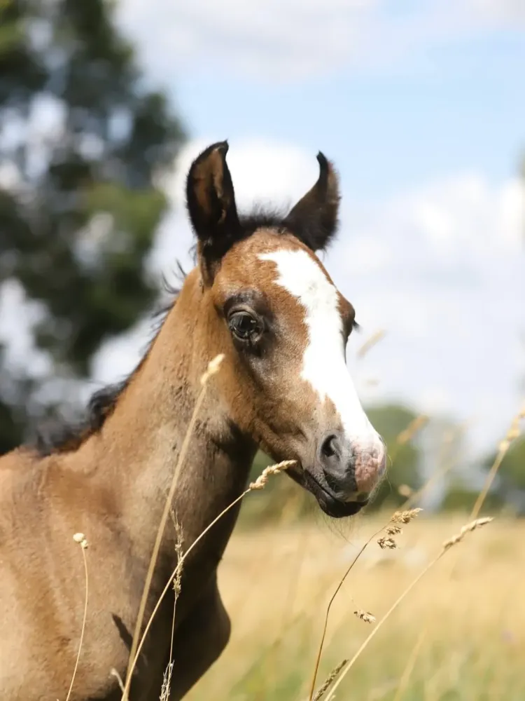Vente poulain à Charbonnières-les-Varennes
