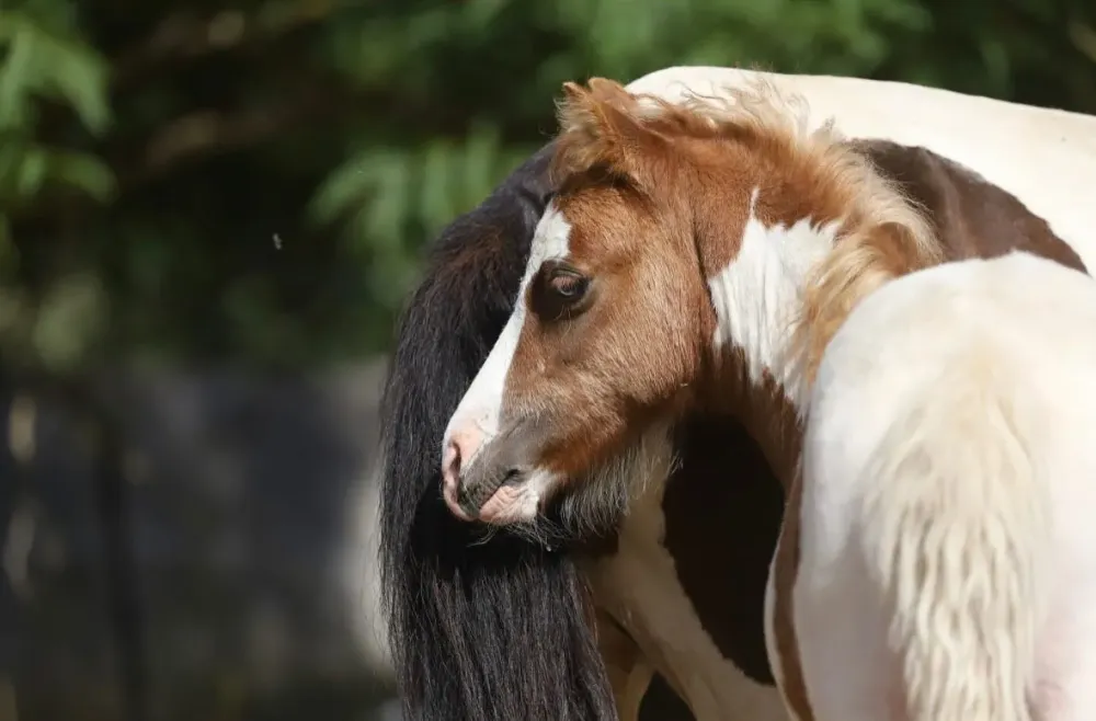 Élevage chevaux à Charbonnières-les-Varennes