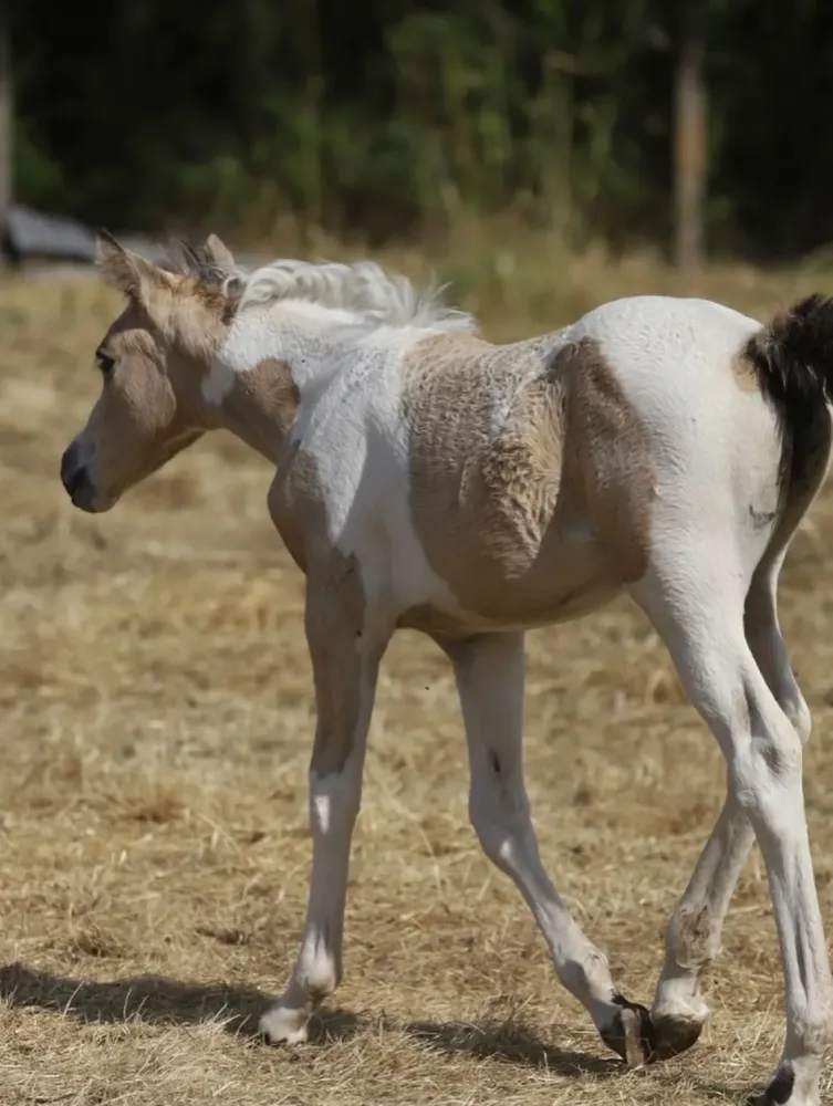 Chevaux à vendre à Charbonnières-les-Varennes