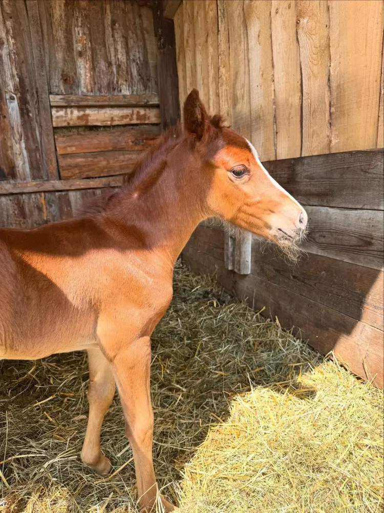 Équitation à Charbonnières-les-Varennes