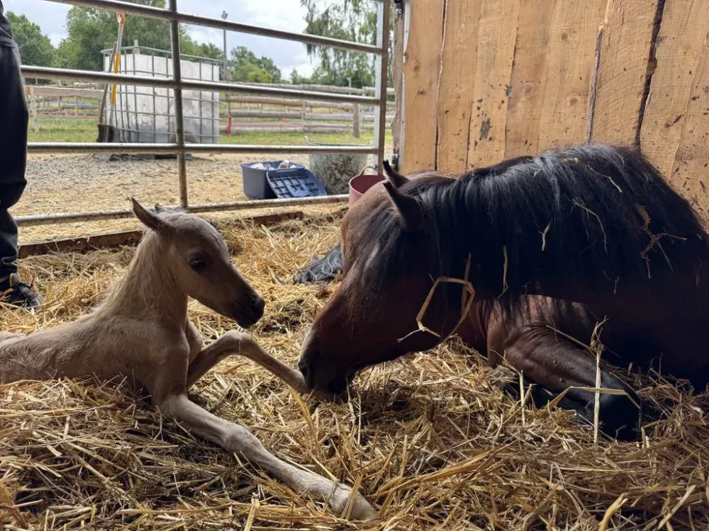 Pension équestre à Charbonnières-les-Varennes