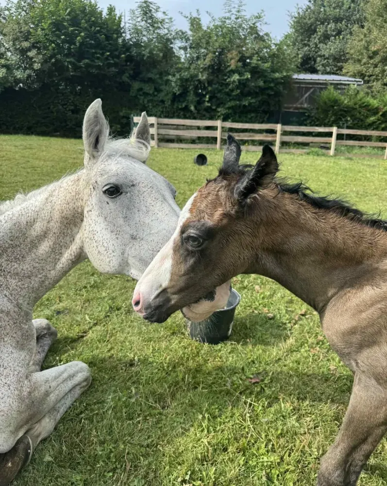 Chevaux à Charbonnières-les-Varennes