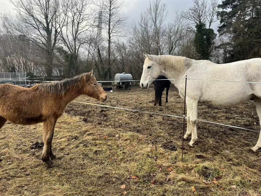 Élevage poneys à Charbonnières-les-Varennes