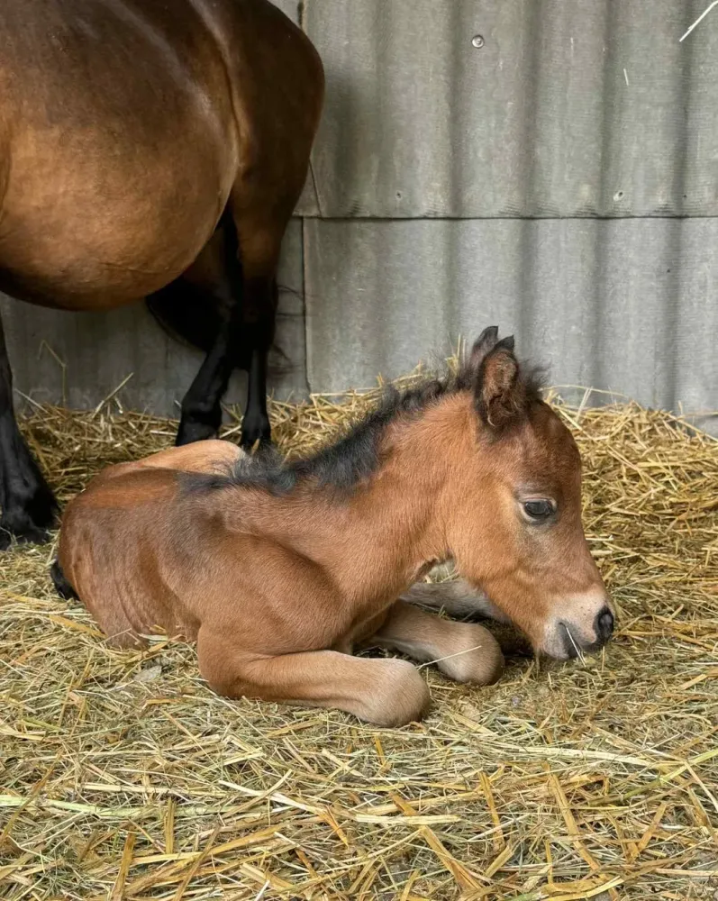 naissance-pamplemousse