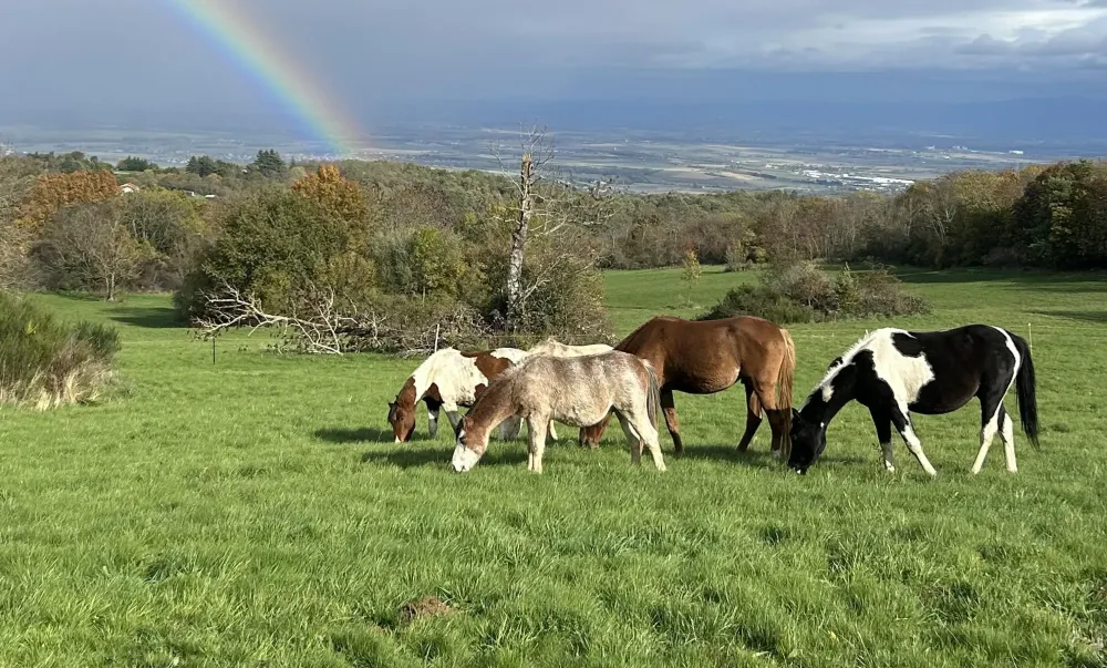 ecuriedethael - banniere elevage
