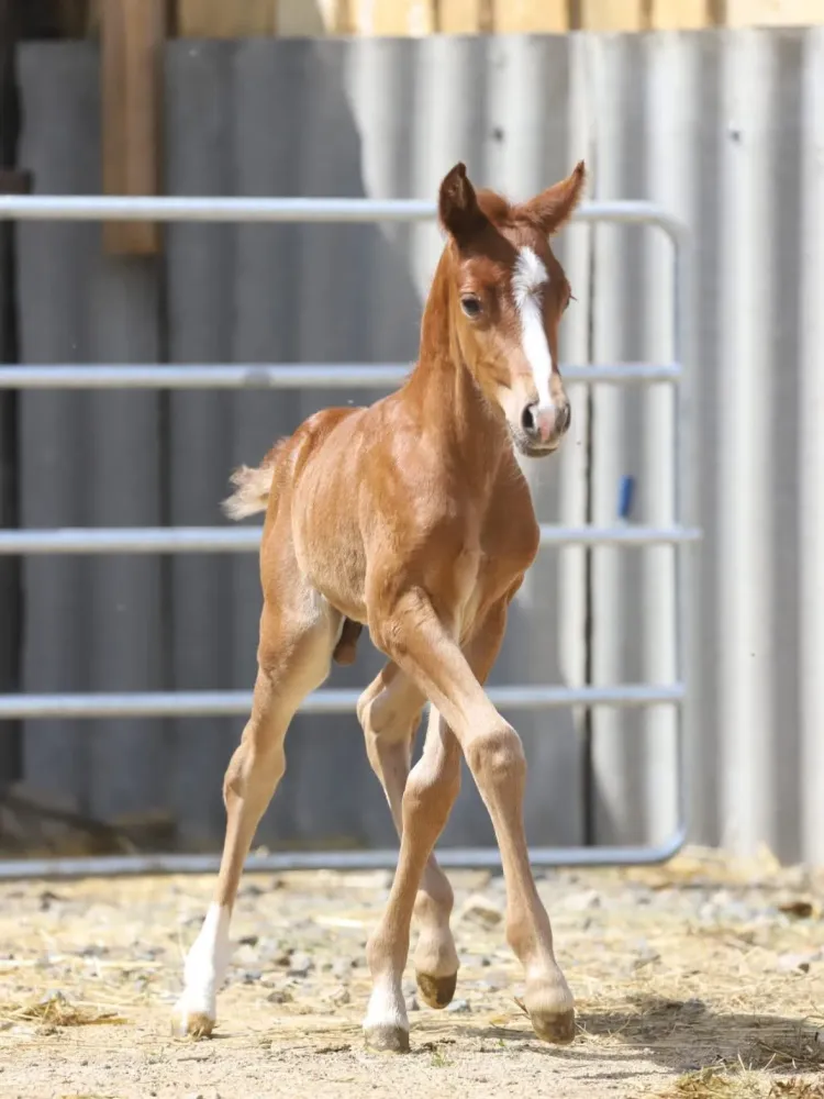 chevaux, poulains et poneys