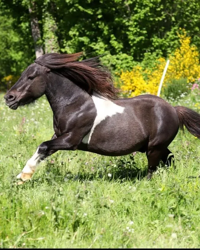 ecuriedethael - elevage (2)