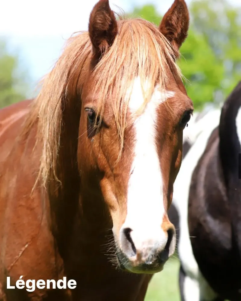 ecuriedethael - elevage (3)