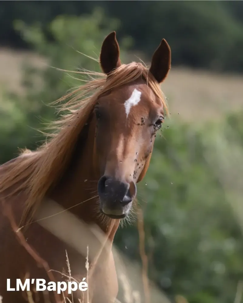 ecuriedethael - elevage (5)