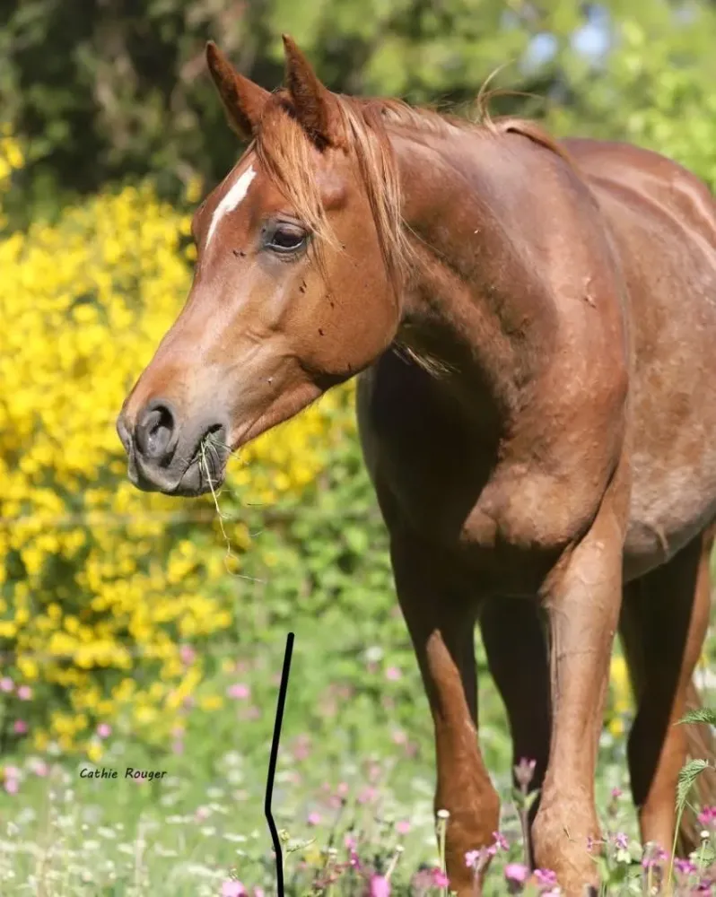 ecuriedethael - elevage (6)