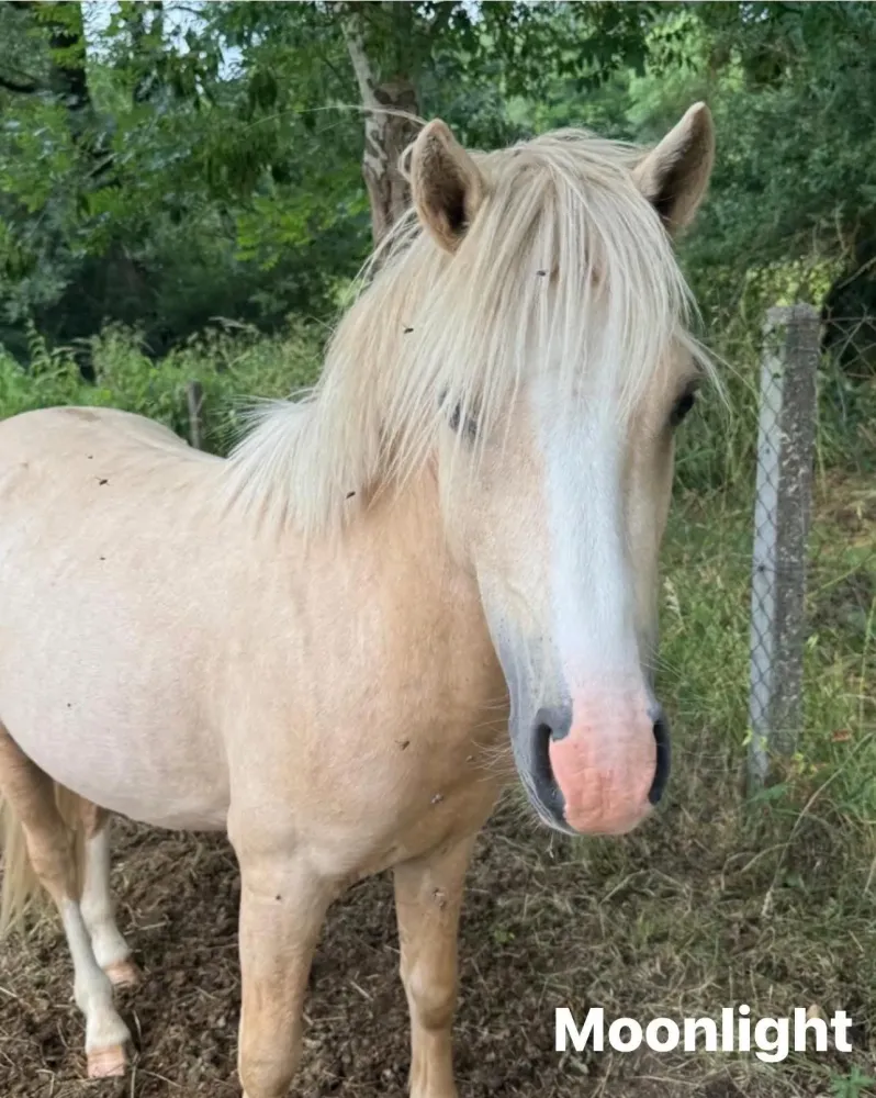 ecuriedethael - elevage (1)