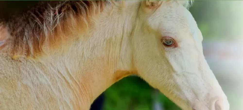 cheval blanc - elevage