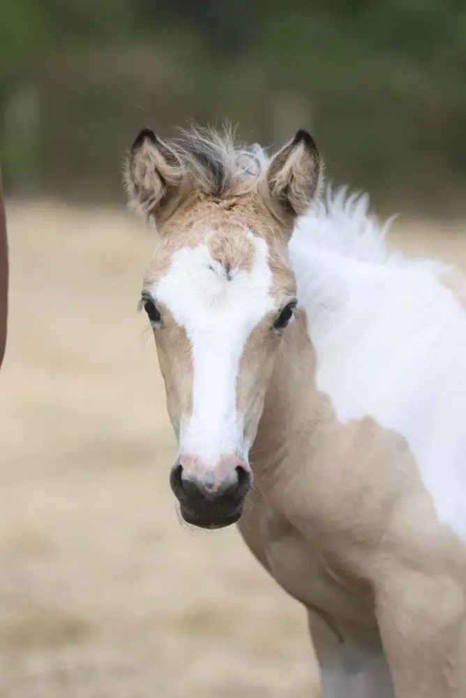 ecuriedethael - accueil (1)