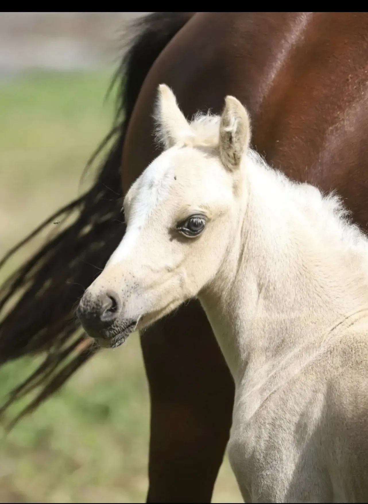 chevaux à vendrewebp